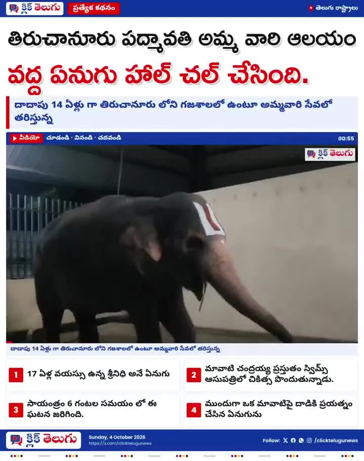 తిరుచానూరు పద్మావతి అమ్మ వారి ఆలయం వద్ద ఏనుగు హాల్ చల్ చేసింది.